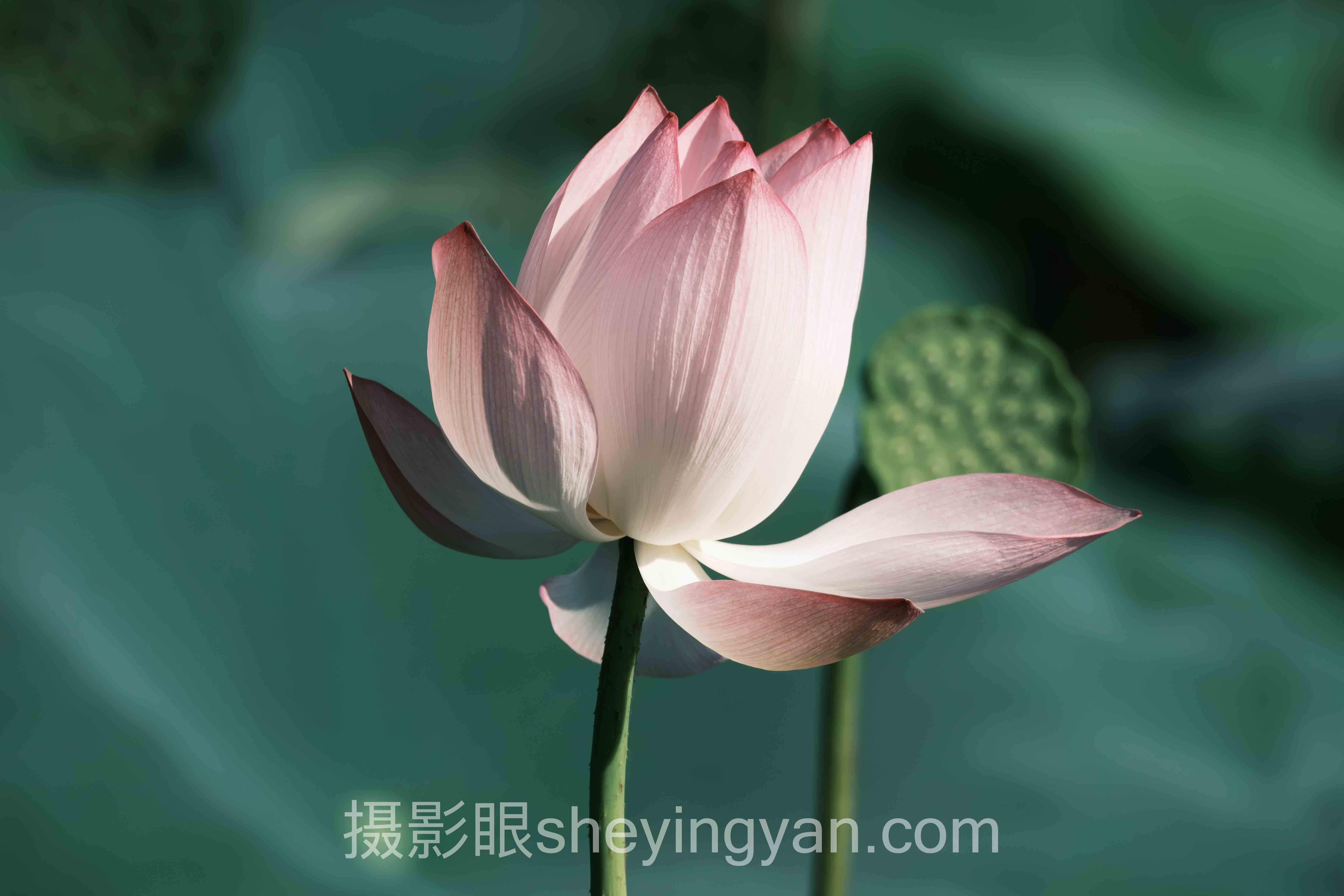 为什么说儿童照片点评方法的核心不是技巧而是边界感