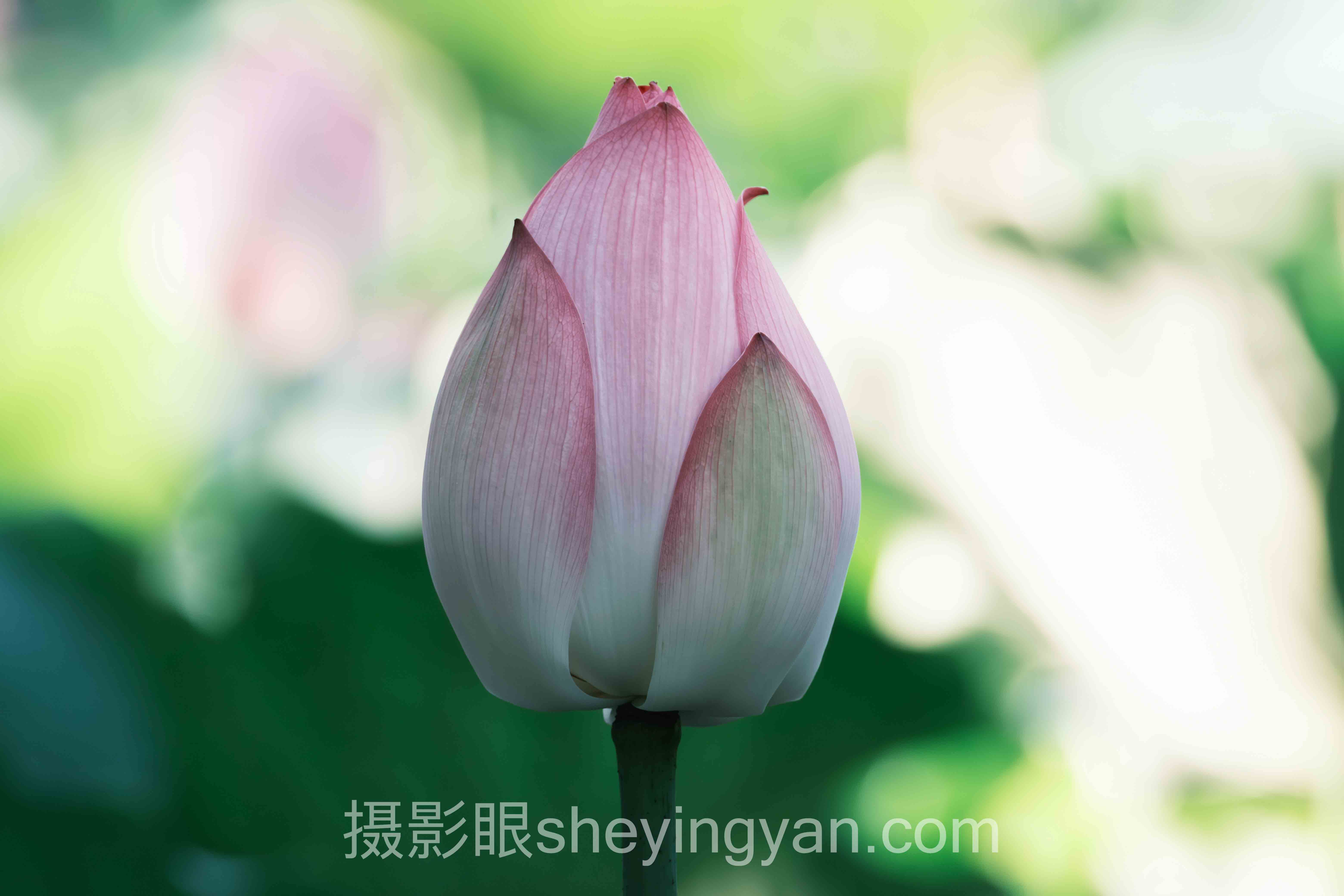 摄影眼网站入口下载怎么做？3个破局案例拆解高阶玩法
