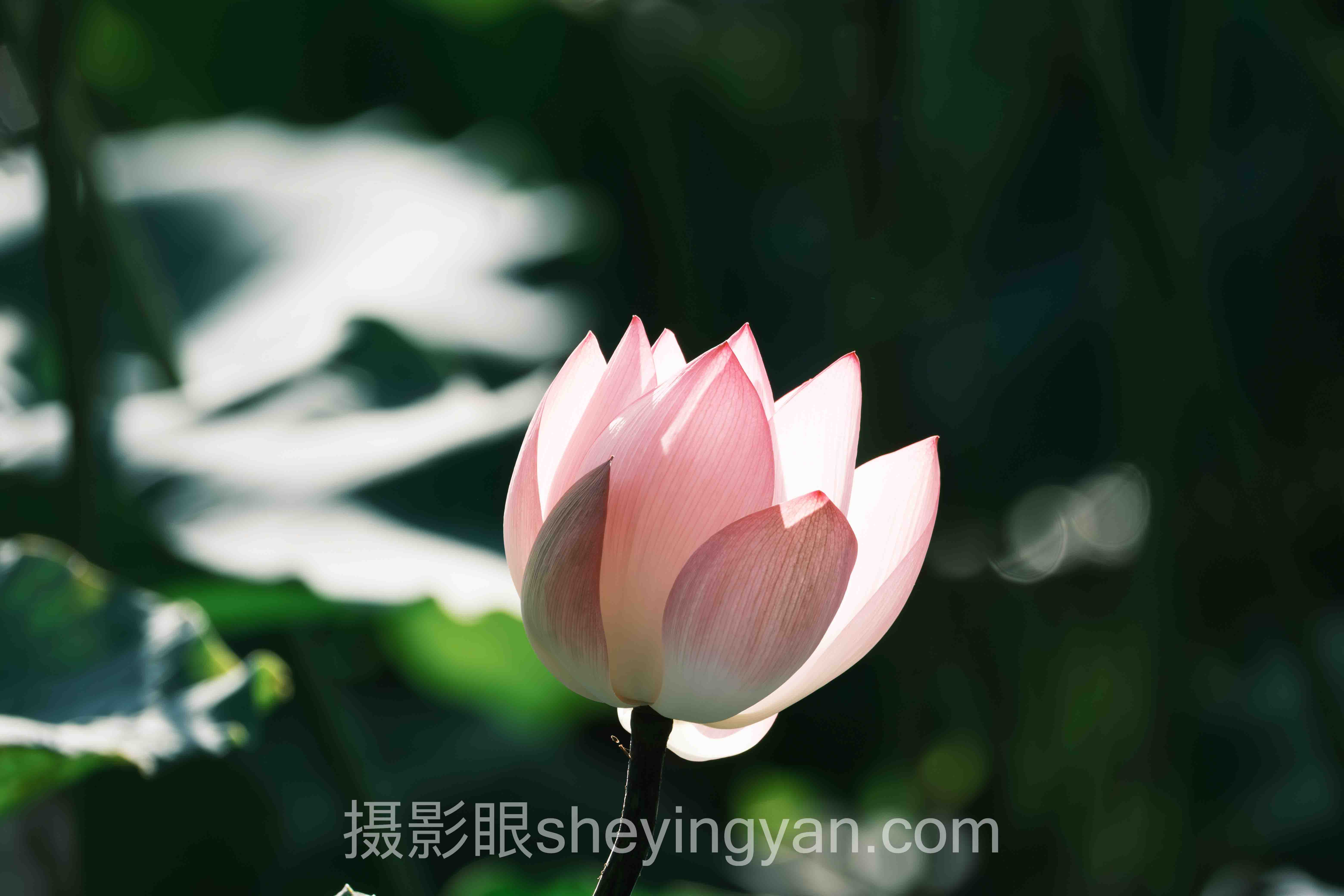 摄影构图技巧深度评测：5种主流方法全面解析