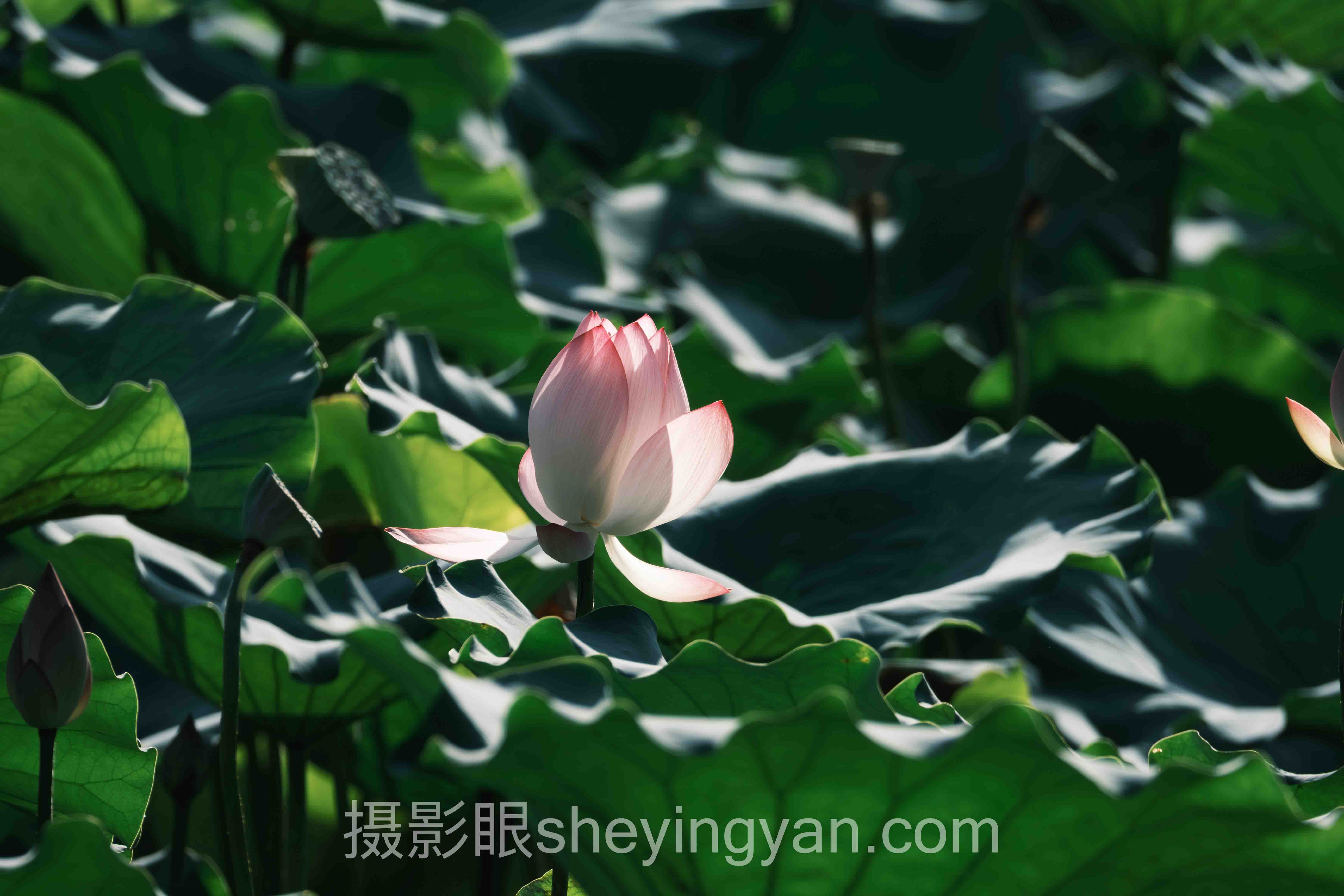 为什么说儿童照片点评方法的核心不是技巧而是边界感