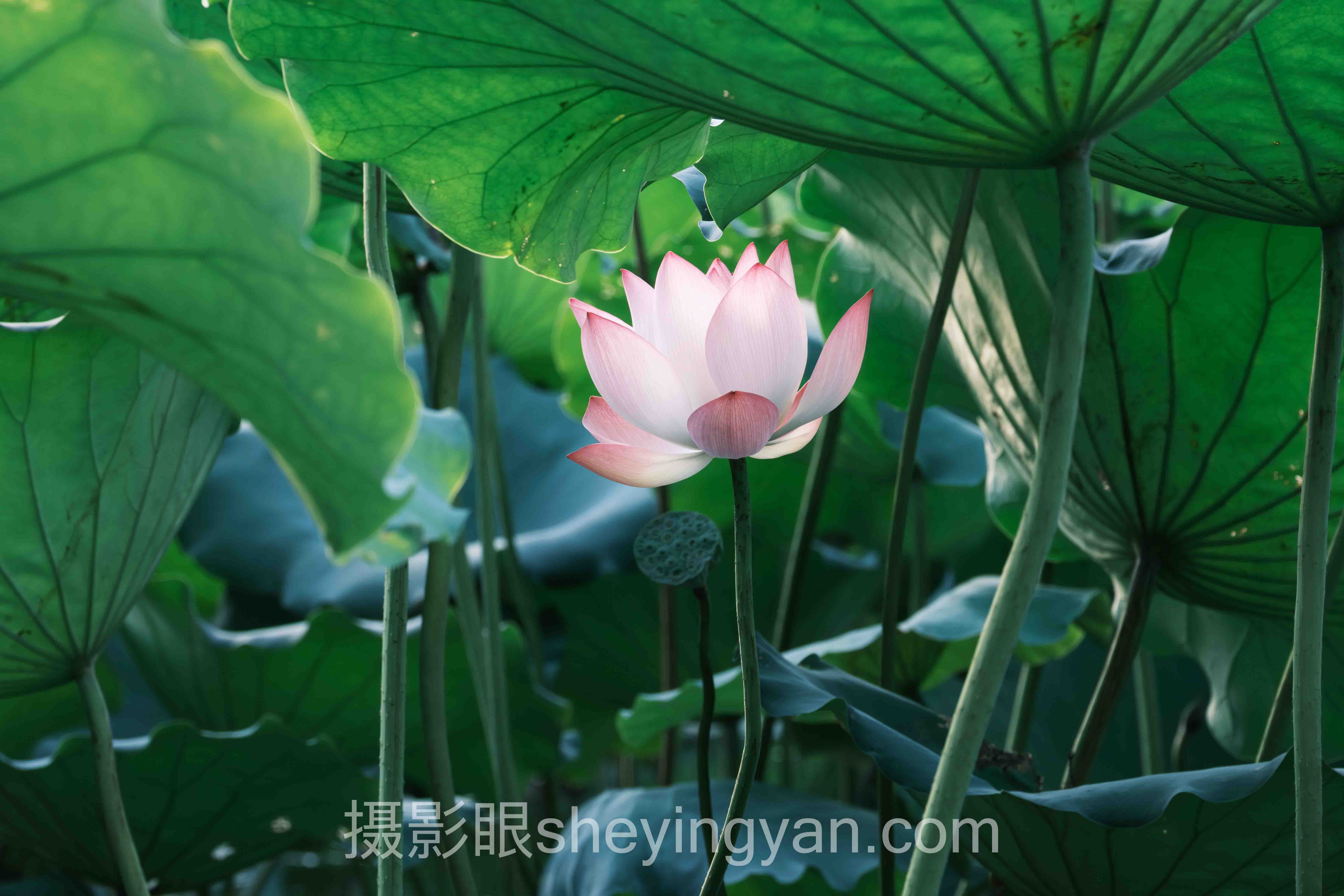 摄影眼测试课程完整指南：从入门到精通的5个步骤