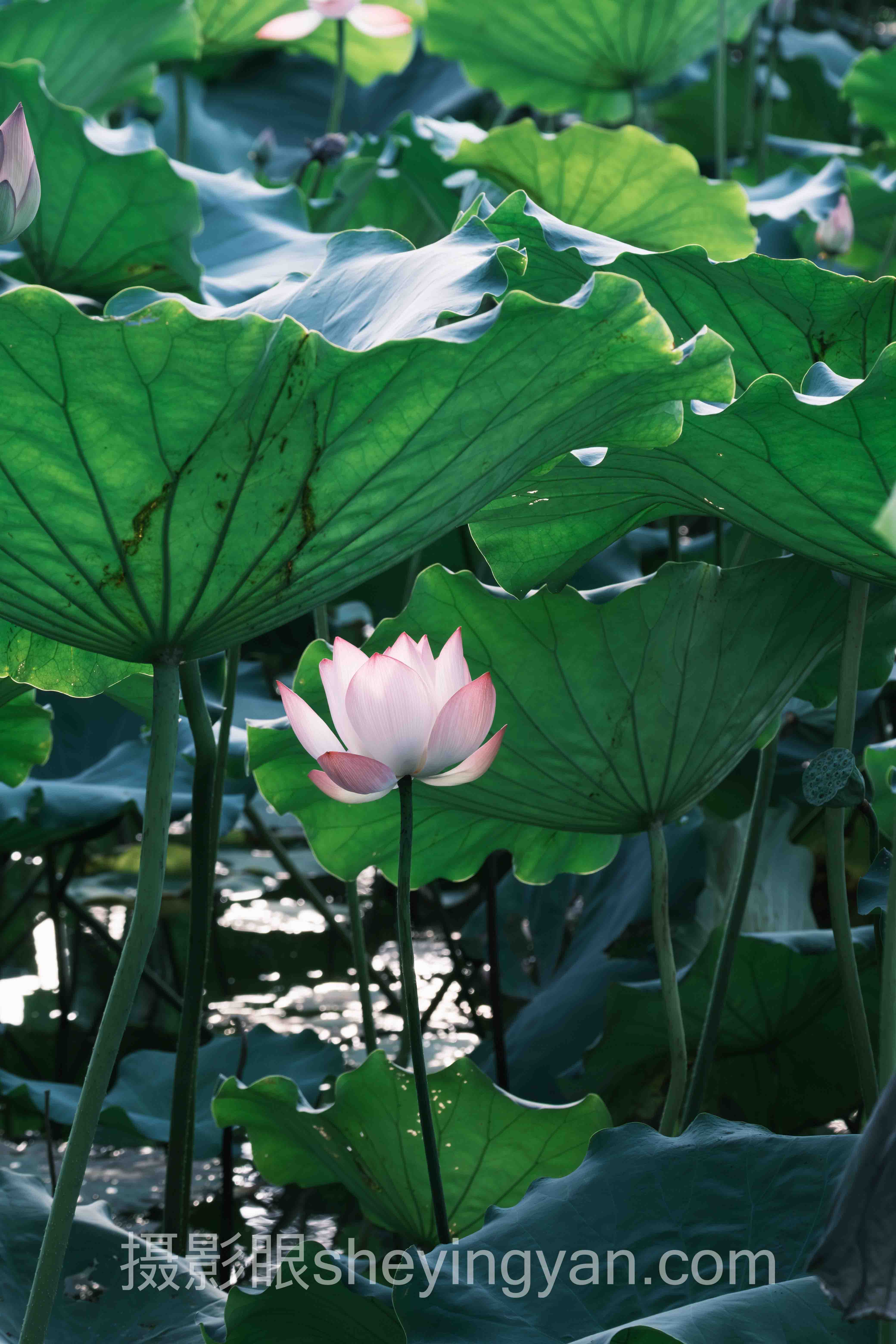 摄影眼官网sheyingyan.com