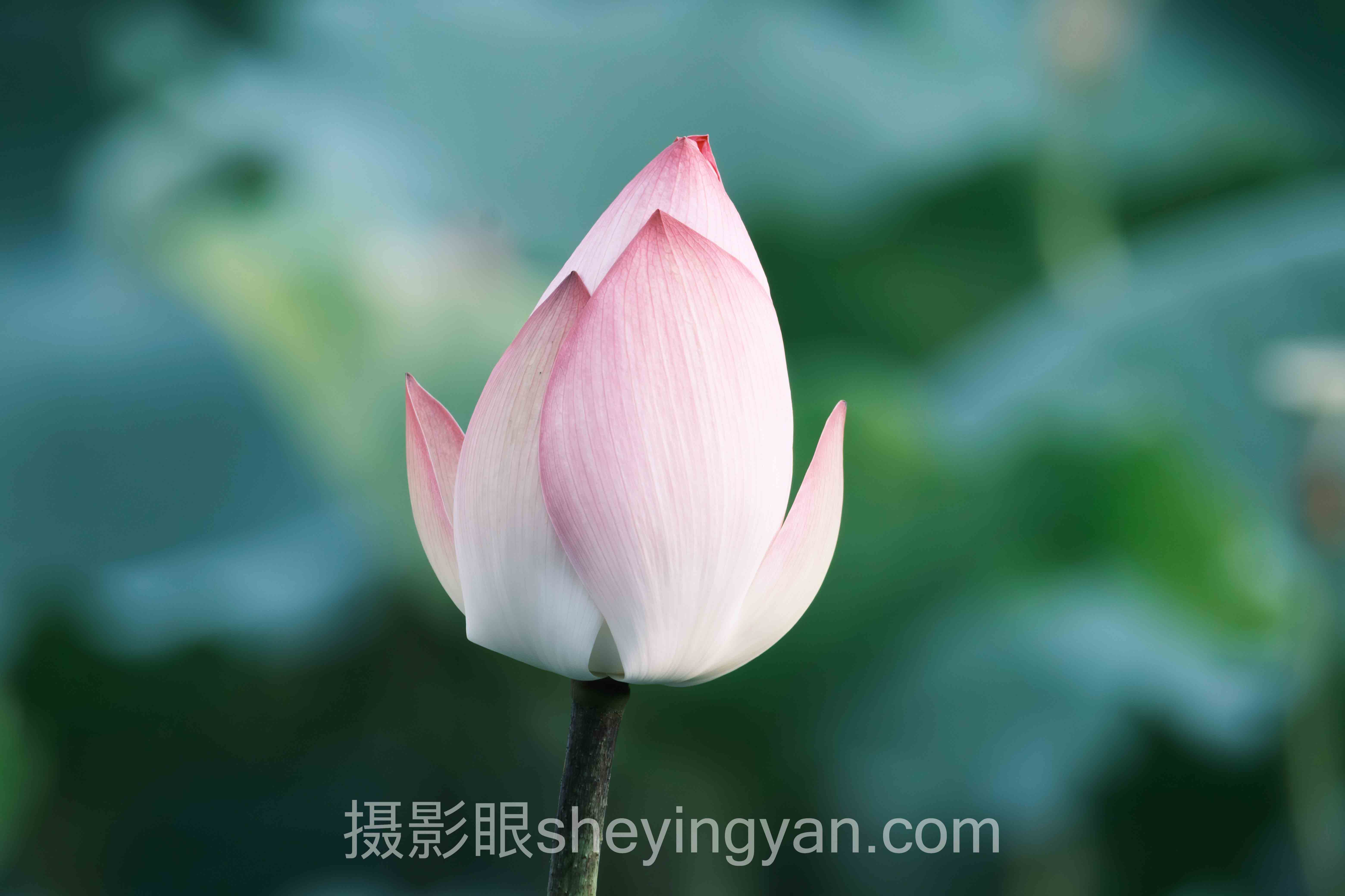 透视摄影进步邪修摄影眼：从底层逻辑到发展趋势