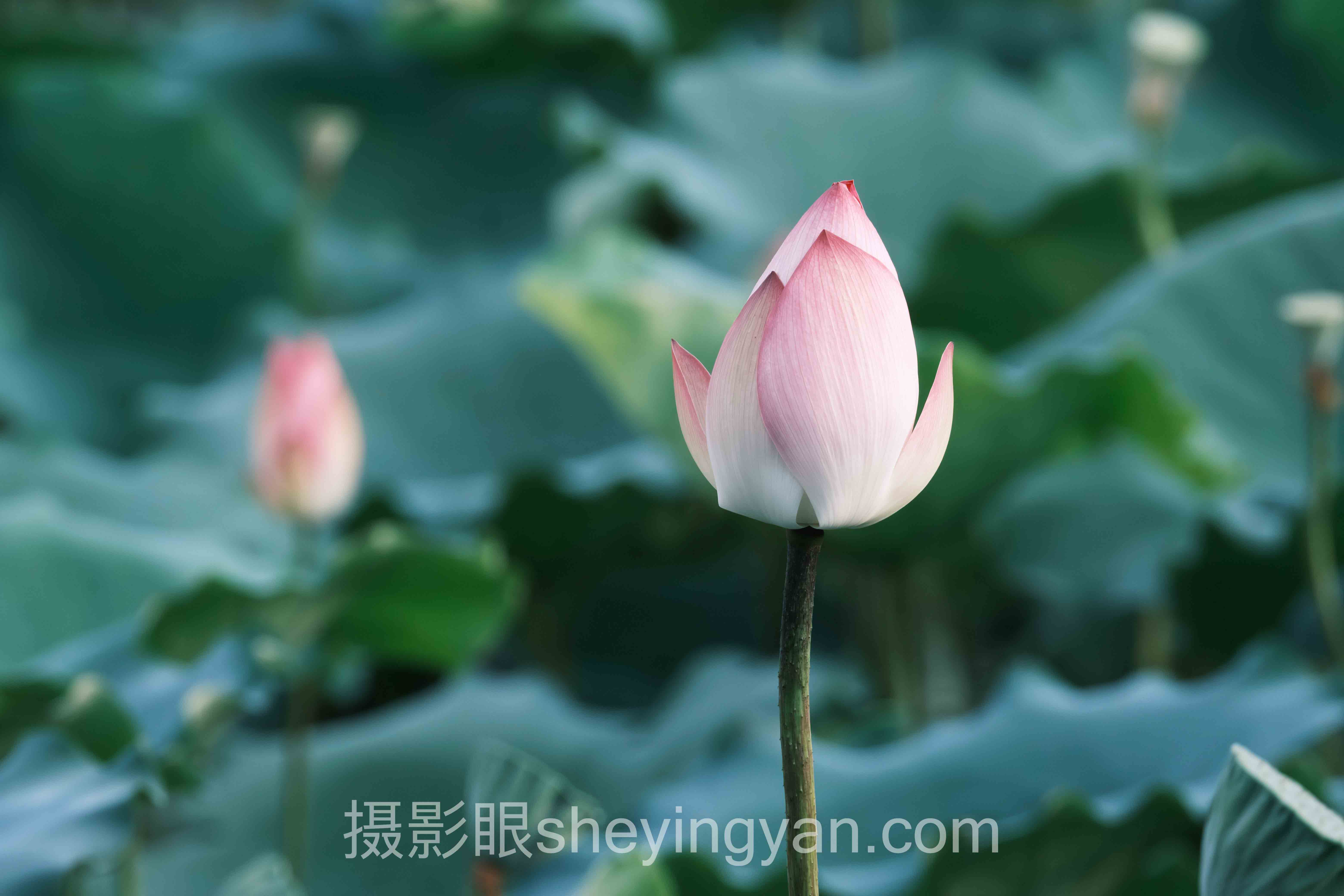选照片点评平台不踩坑：5大维度对比指南