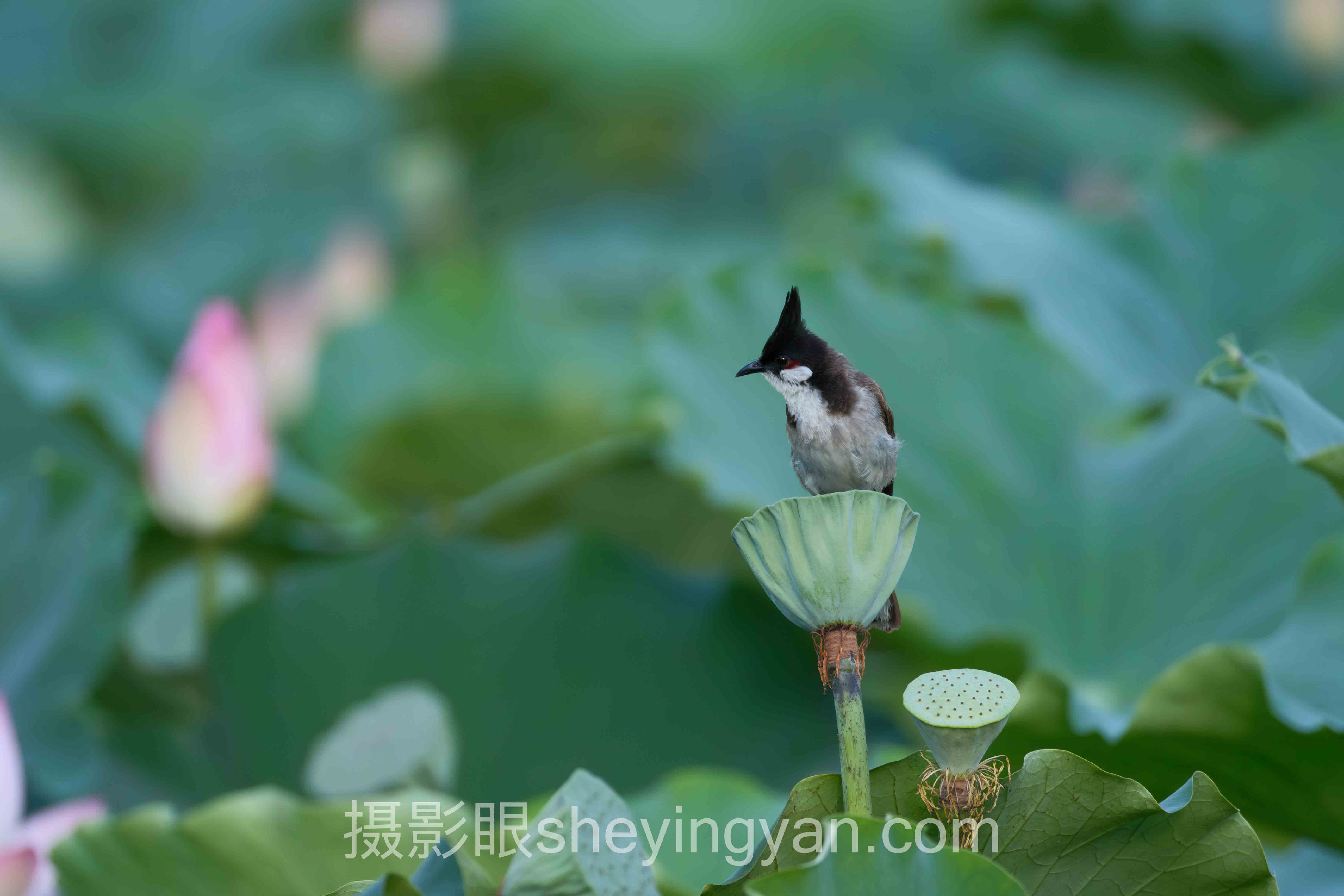 拍风光常见错误全景解读：问题根源与破局之道