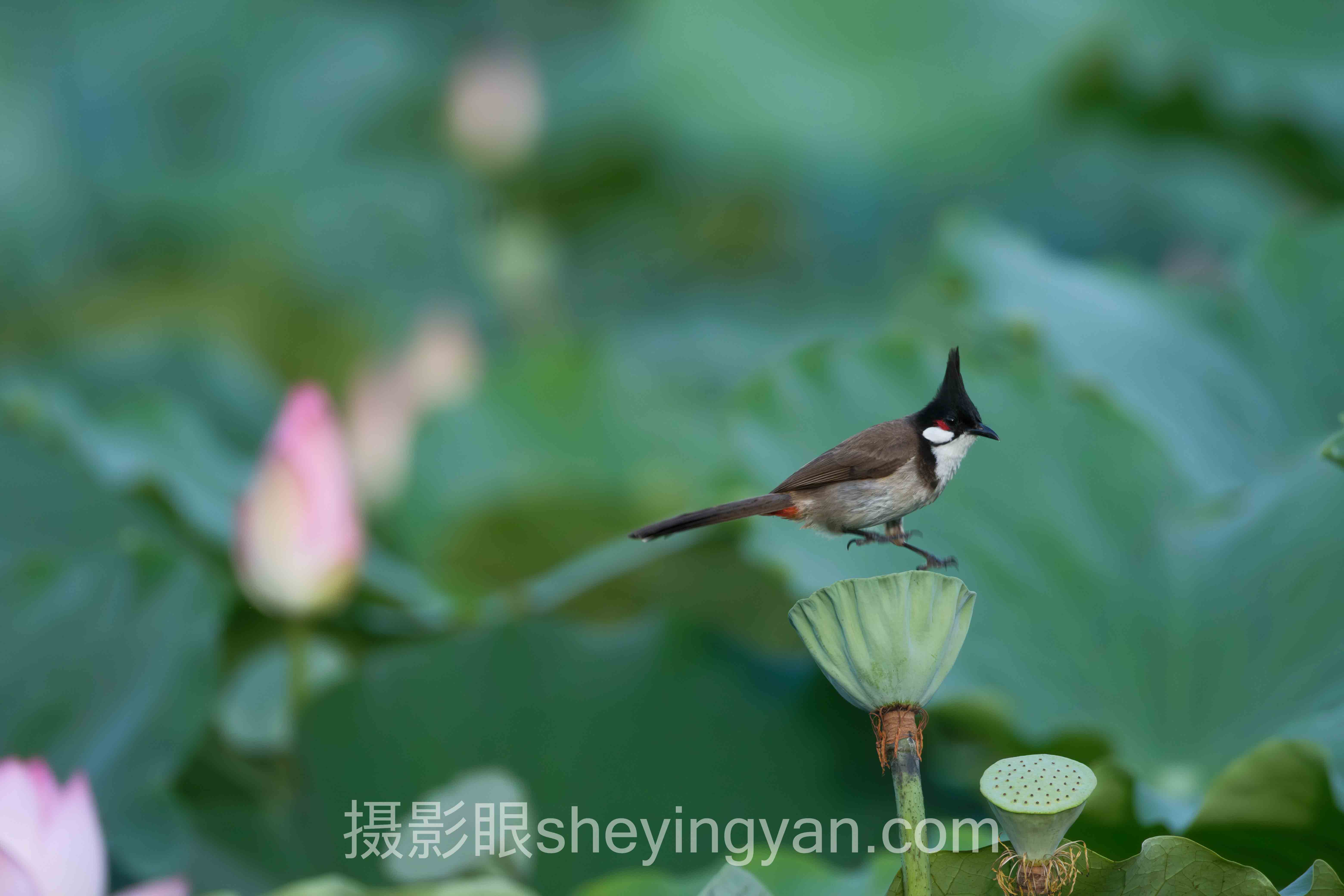 摄影眼官网sheyingyan.com App下载十人谈：多位专家的核心观点汇总