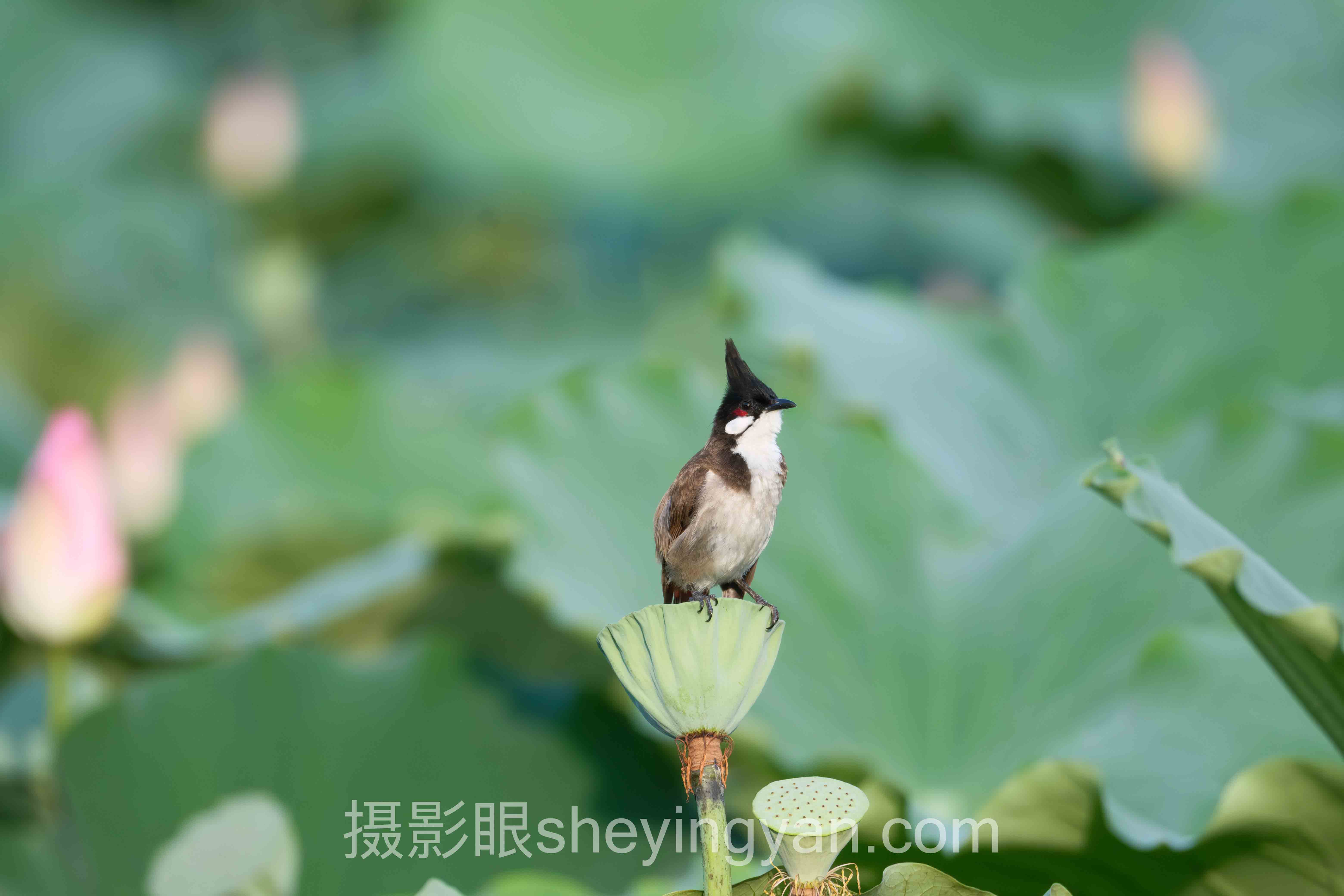 摄影眼APP官网在线登录入口怎么做？5个案例拆解照片点评平台的入口设计逻辑