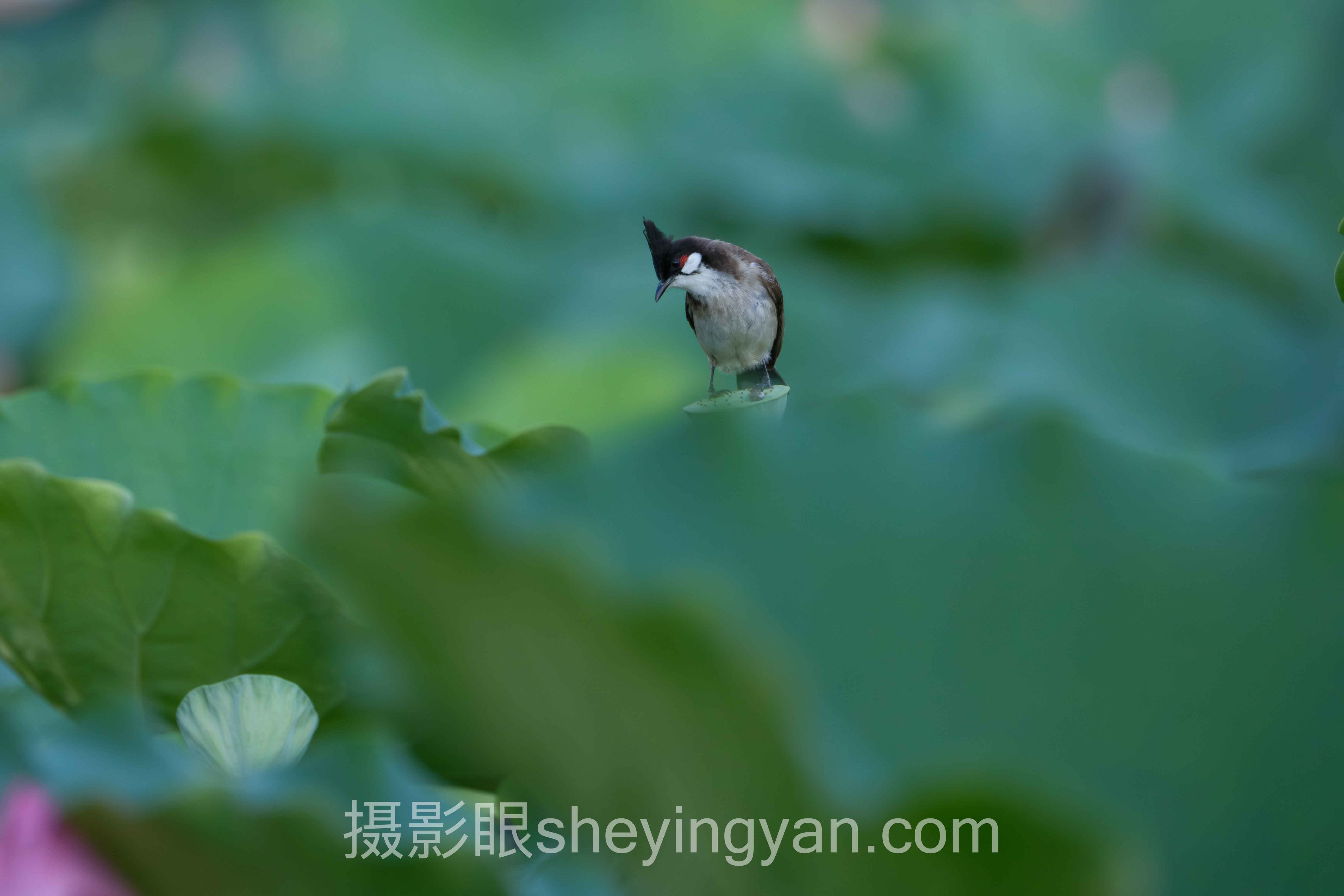 照片好不好看咨询专家：自助打分 vs 专业审片，谁更靠谱？