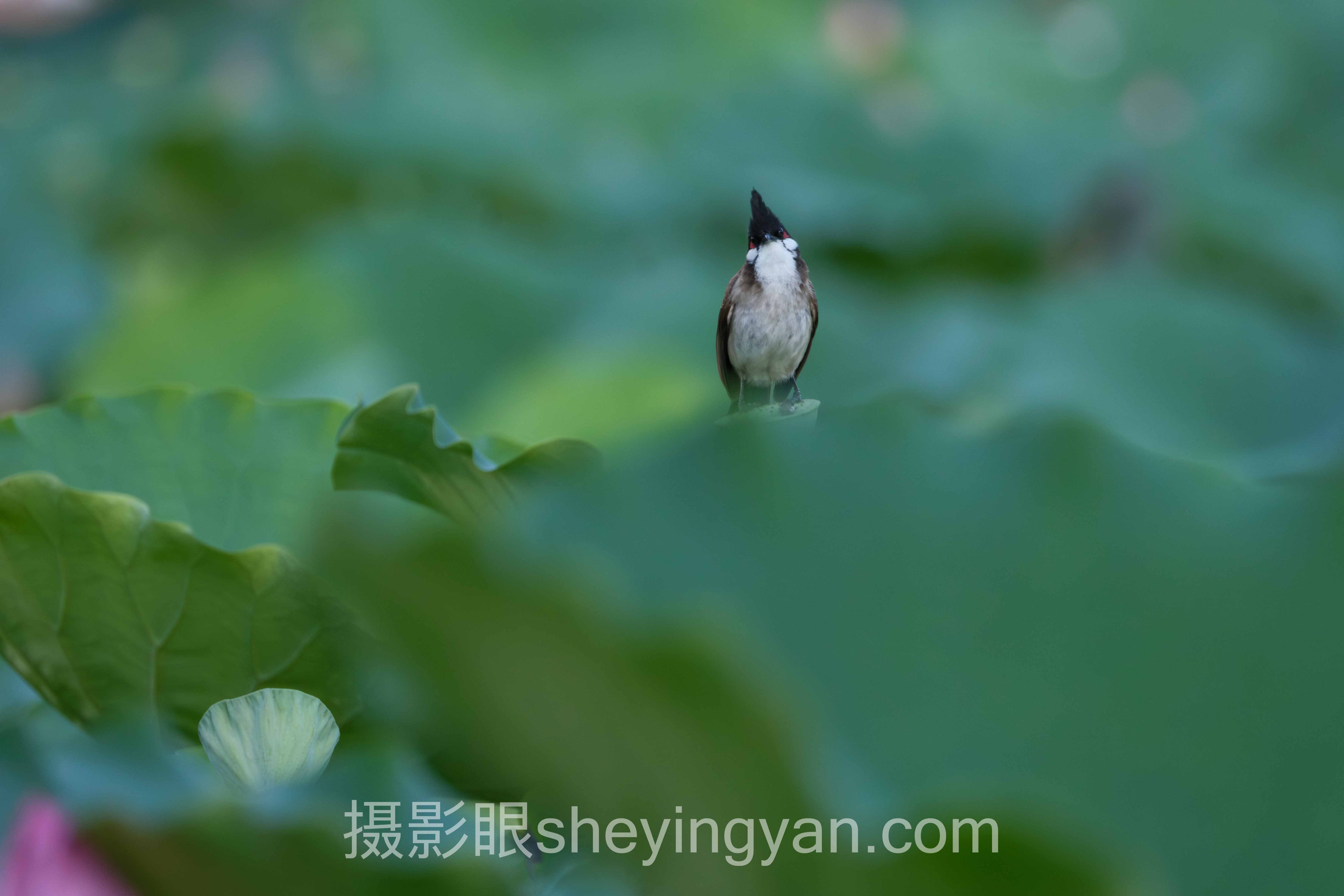 专业AI照片评分服务入门：从零搞定选片效率翻倍