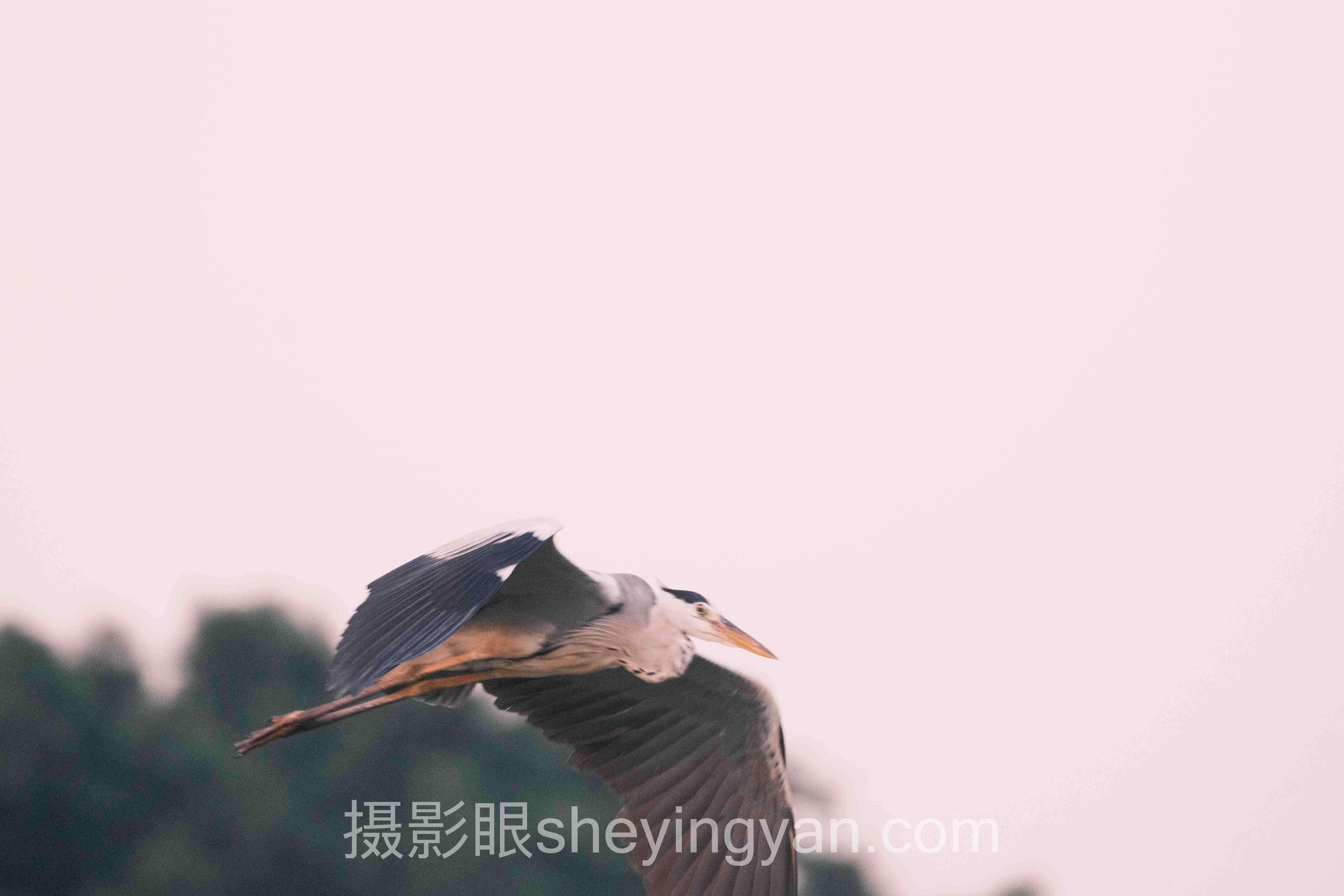 数据说话：哈苏相机入门哪家好的最新发展现状