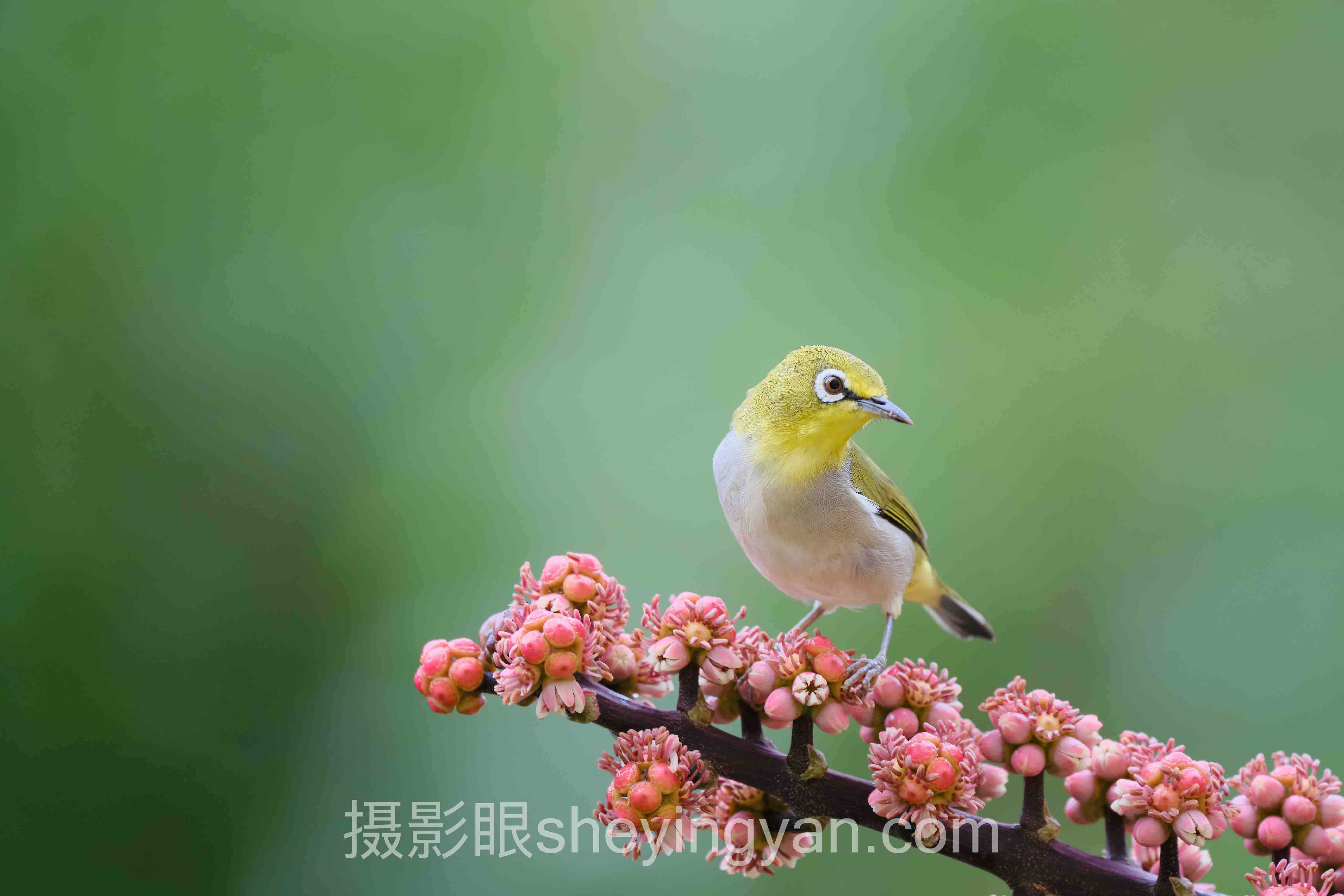 对话行业专家：照片点评社区网站的关键洞察与前瞻