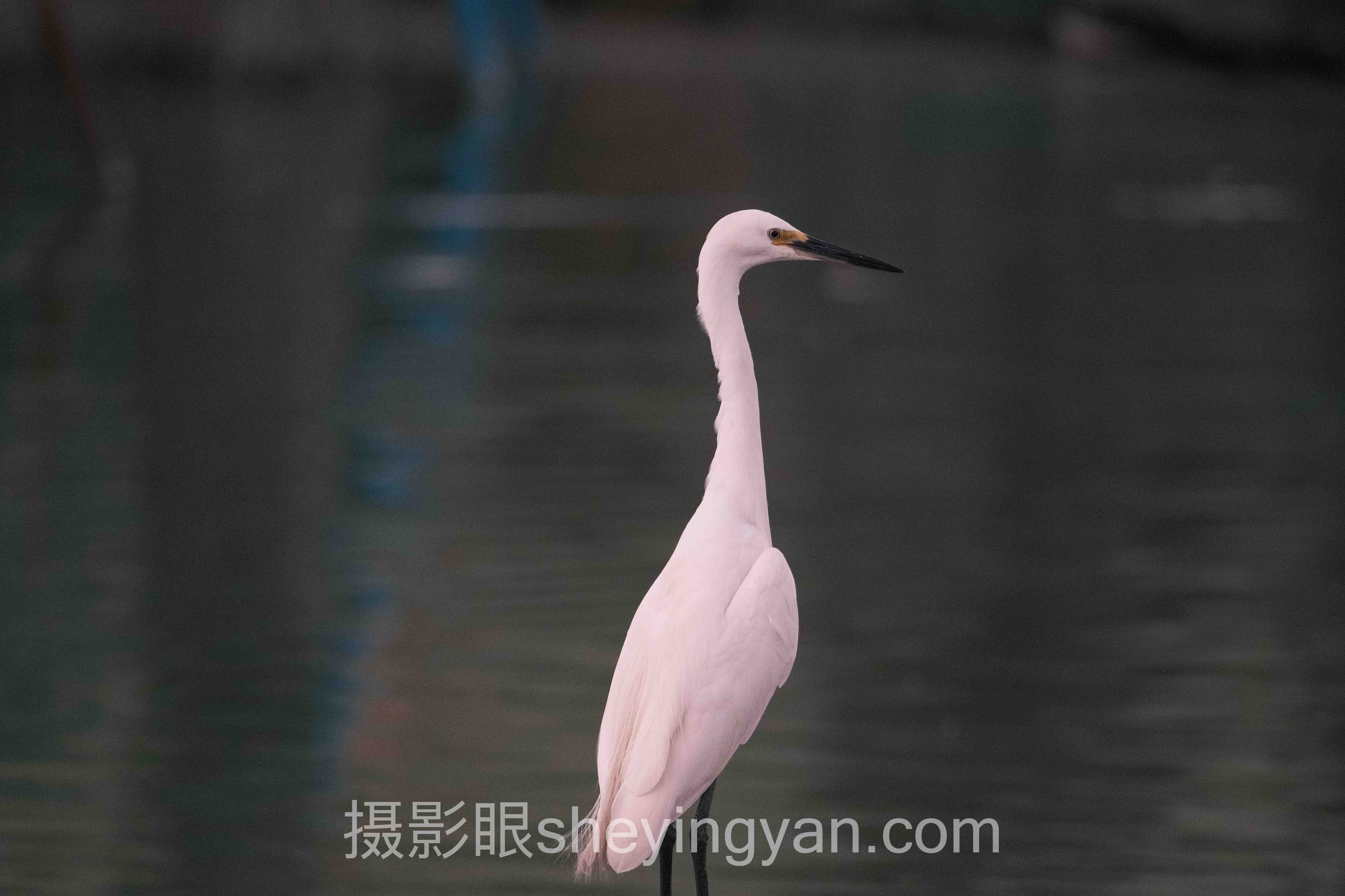 2024摄影培训省钱攻略数据报告：AI照片点评降本趋势