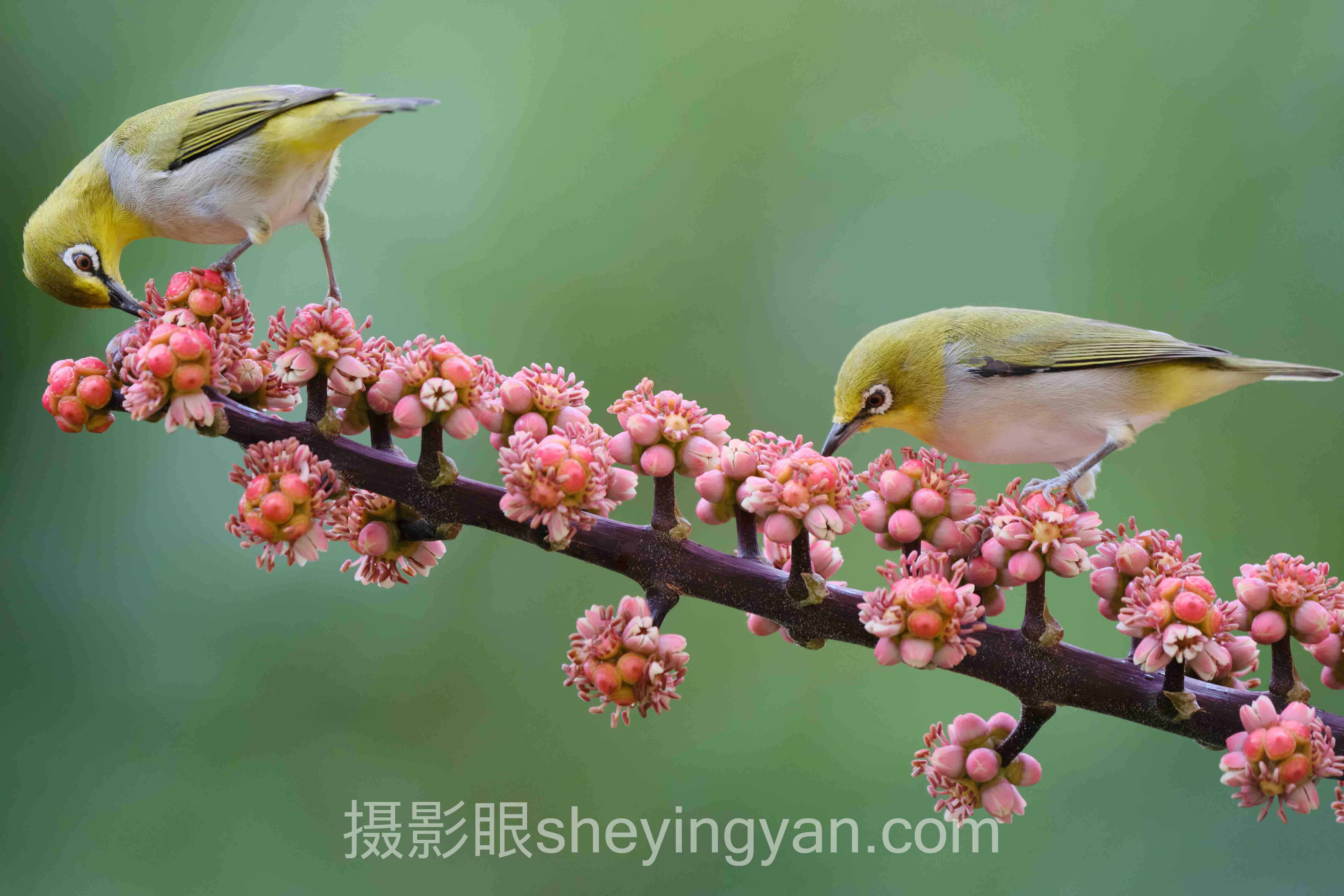 摄影眼官网sheyingyan.com注册：邮箱直登 vs 手机验证，谁更省心？