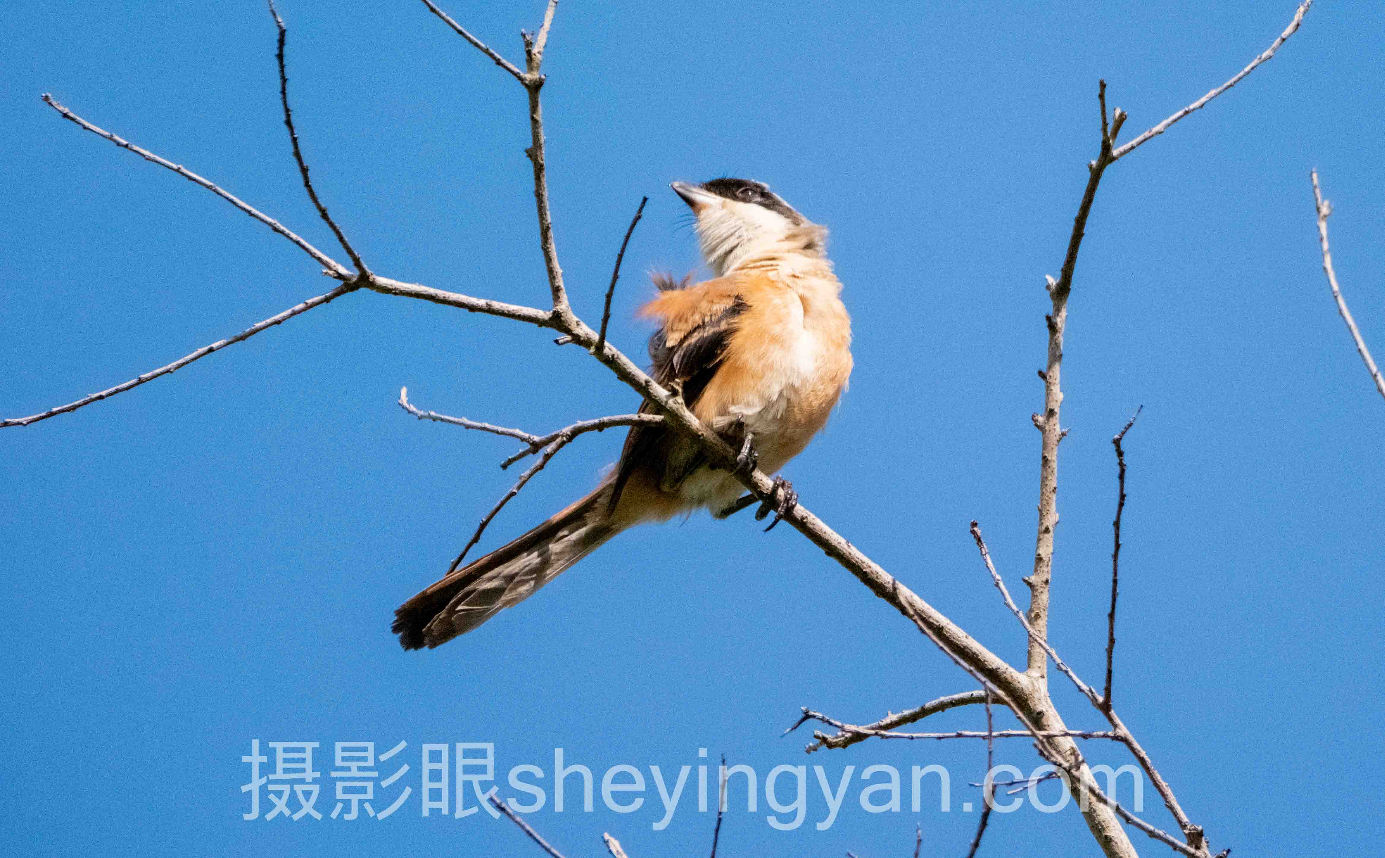 摄影点评社区推荐深度分析：现状、挑战与未来趋势