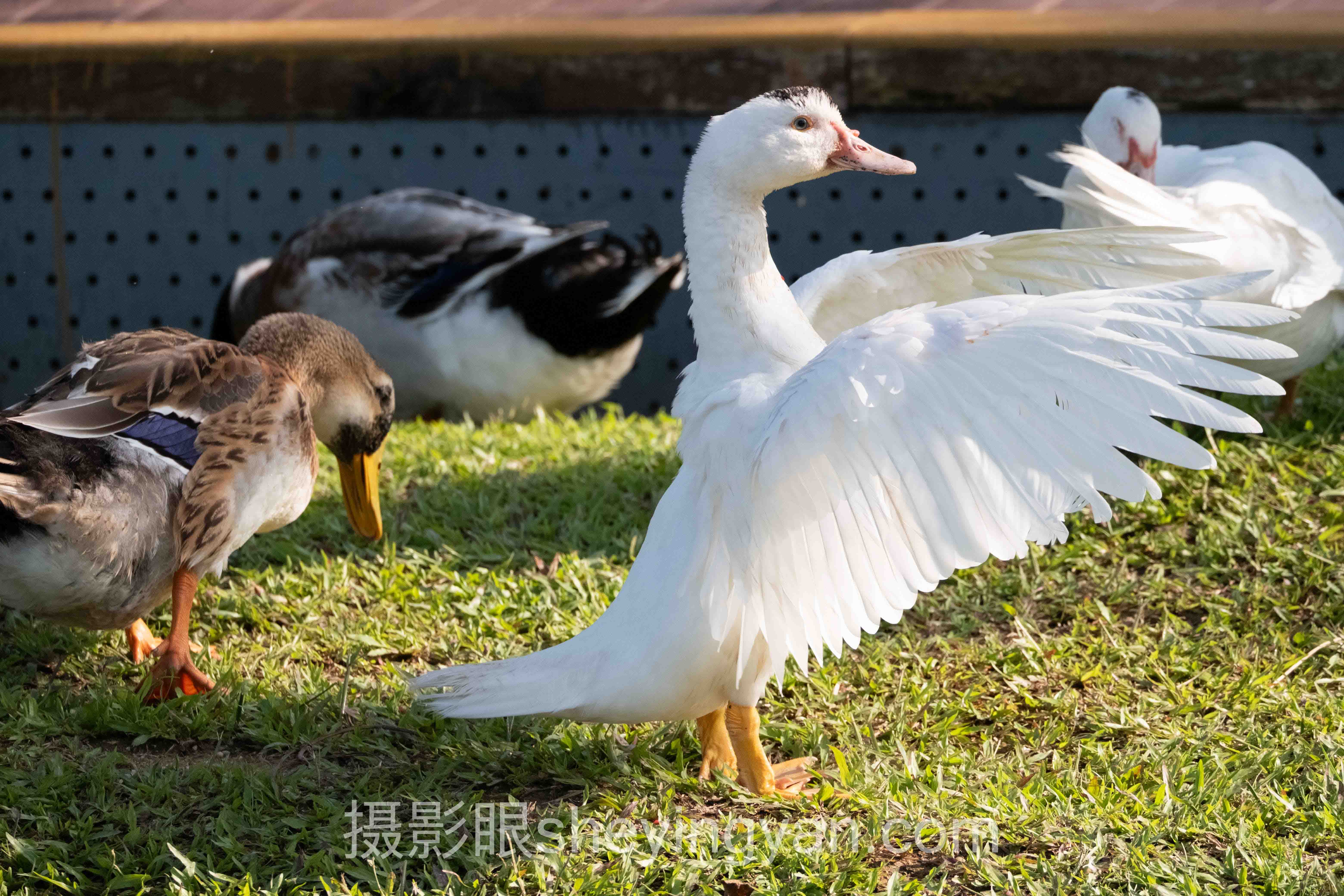修图顺序怎么安排