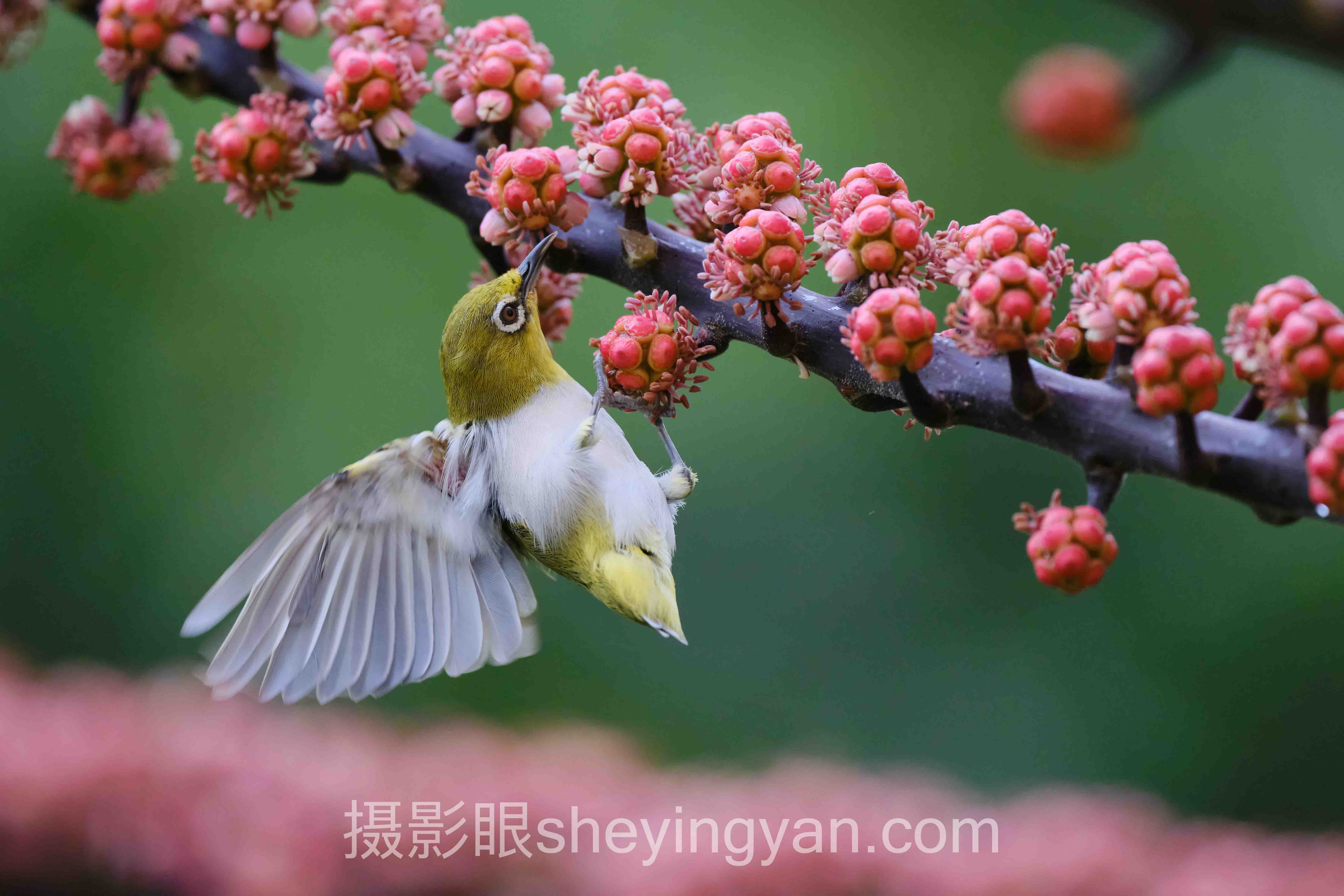 摄影眼测试课程完整指南：从入门到精通的5个步骤