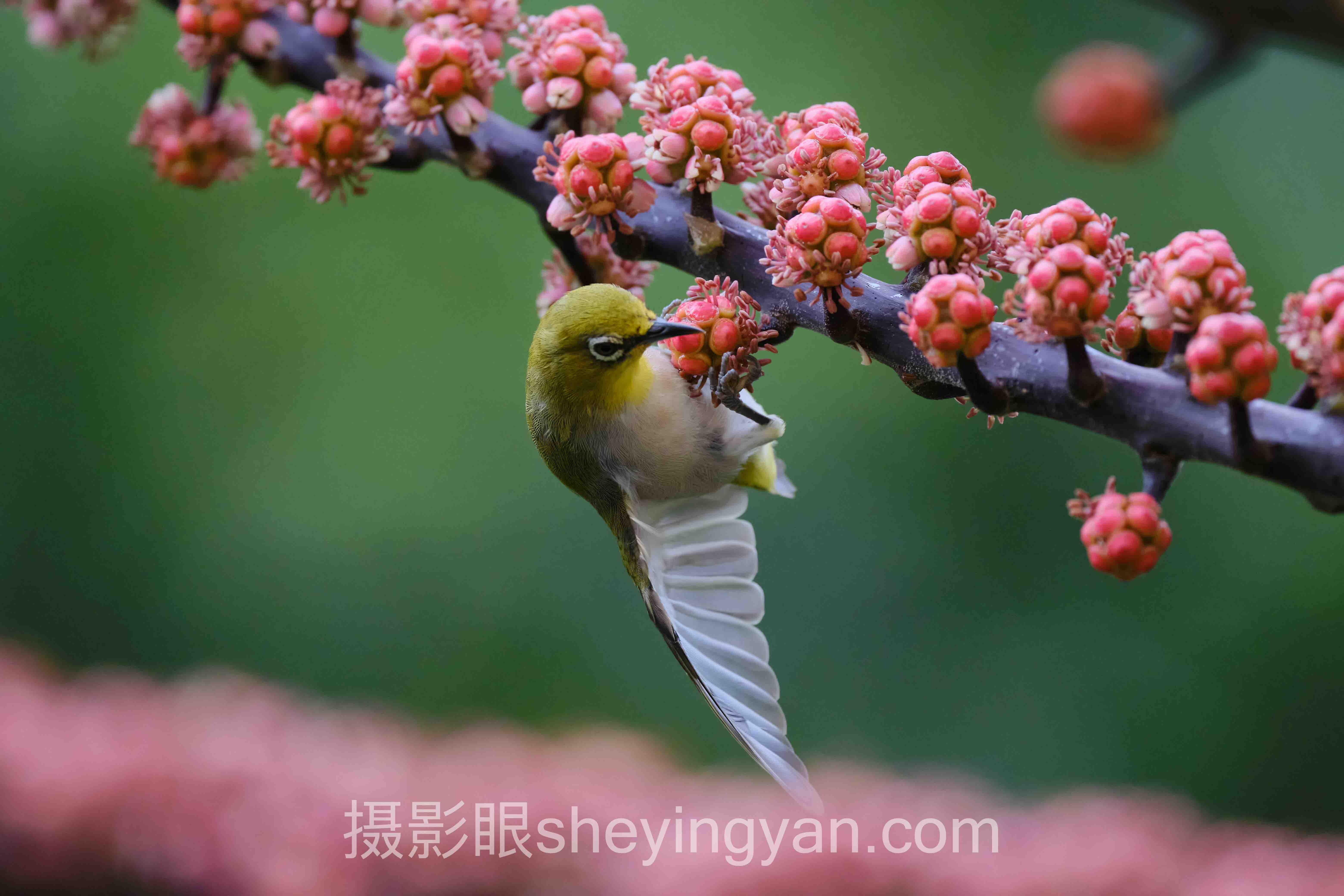 透视照片点评与AI照片评分:从底层逻辑到摄影进步趋势