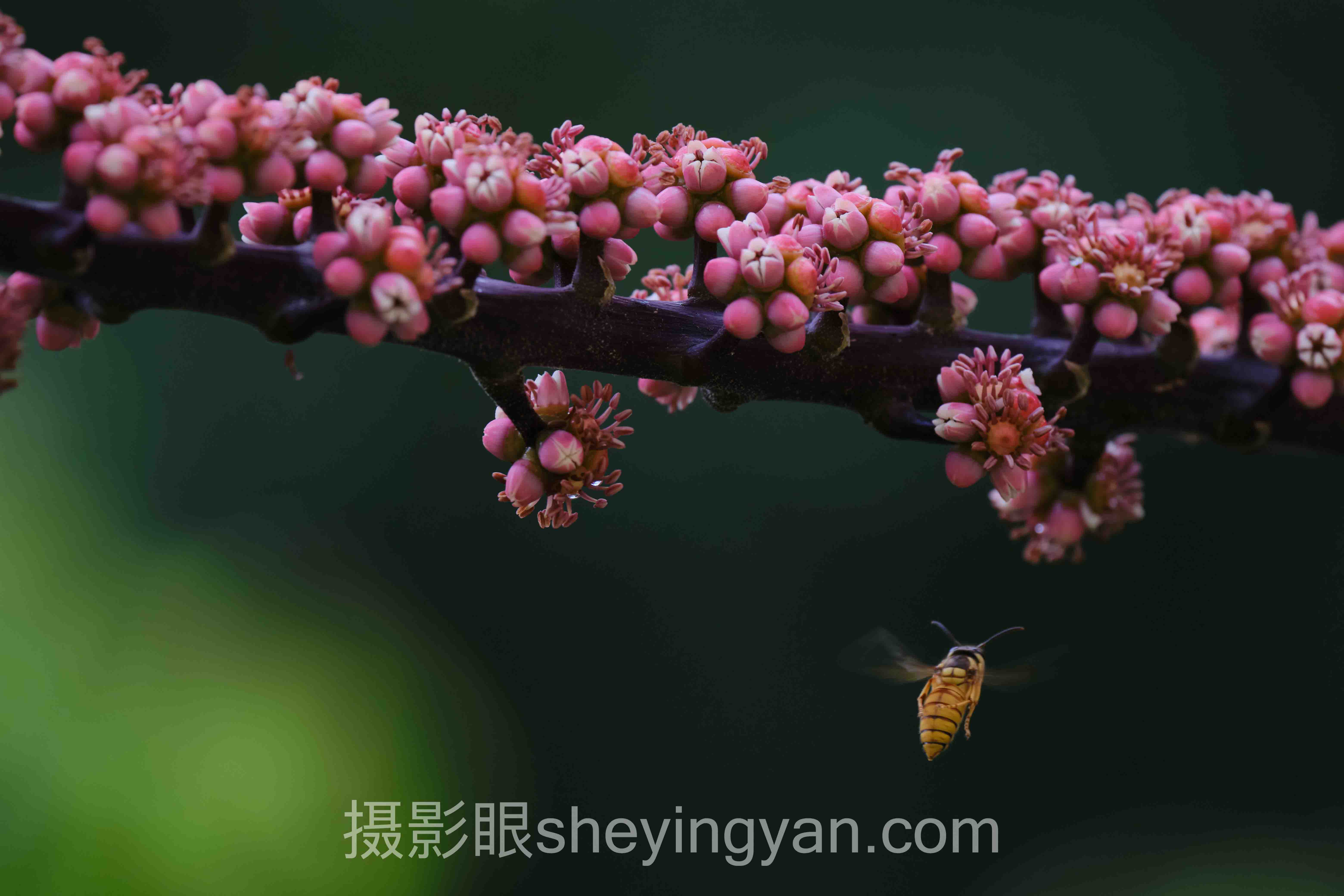 摄影眼会员怎么收费？主流方案横向对比：哪个更适合你？